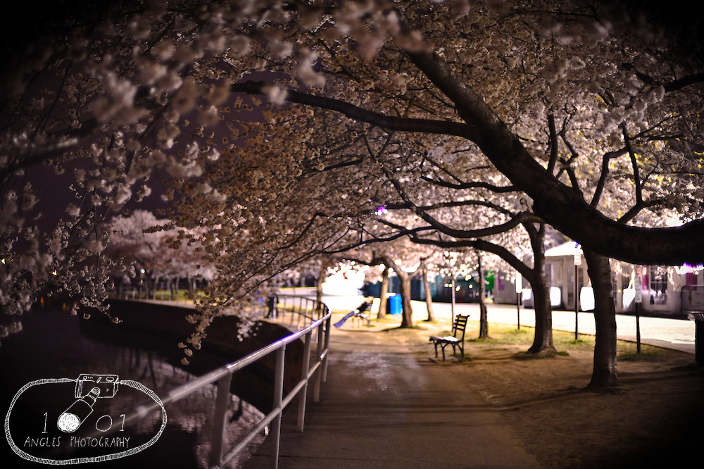 Remember that claim “global warming is causing cherry trees to bloom earlier” ? – Never mind,  light pollution is likely the&nbsp;cause